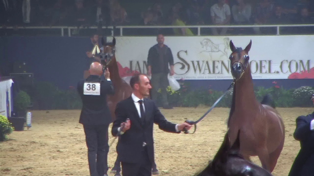 Memories of Aachen 2017 - Part 1 - Yearling Fillies Championship
