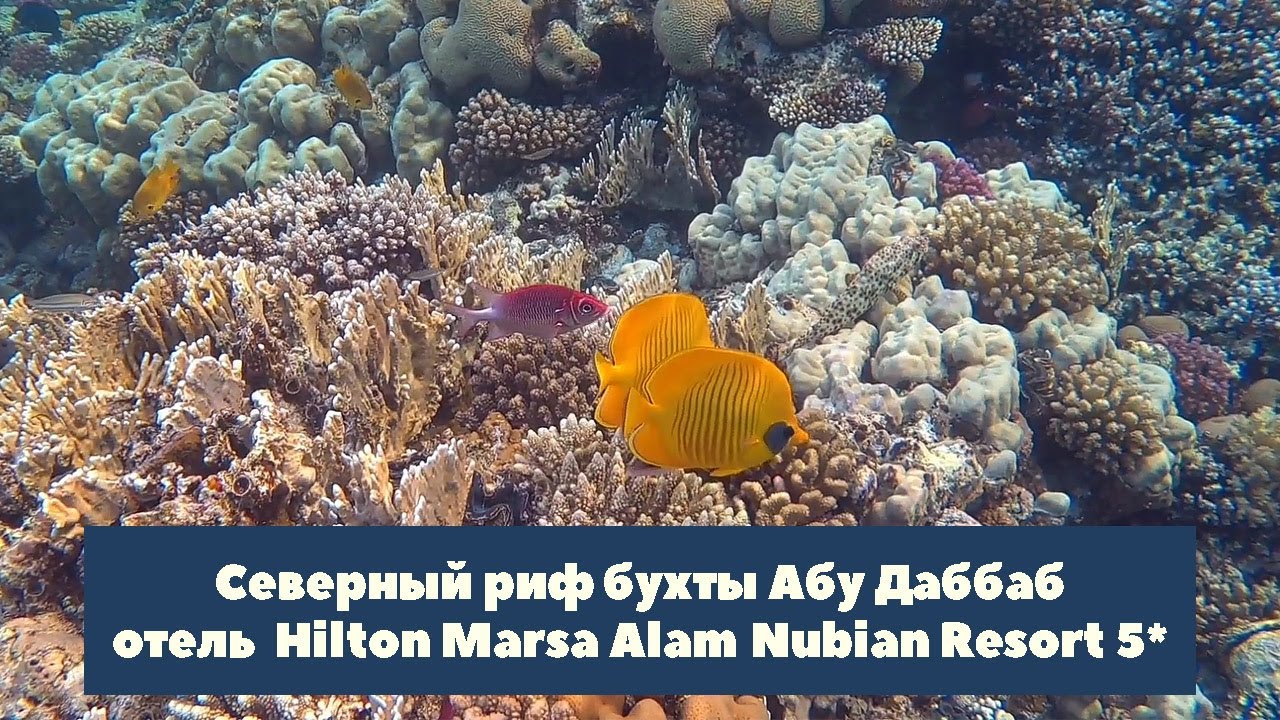 Бухта Абу Даббаб северный риф (Hilton Marsa Alam Nubian Resort 5*) Abu Dabbab bay north reef