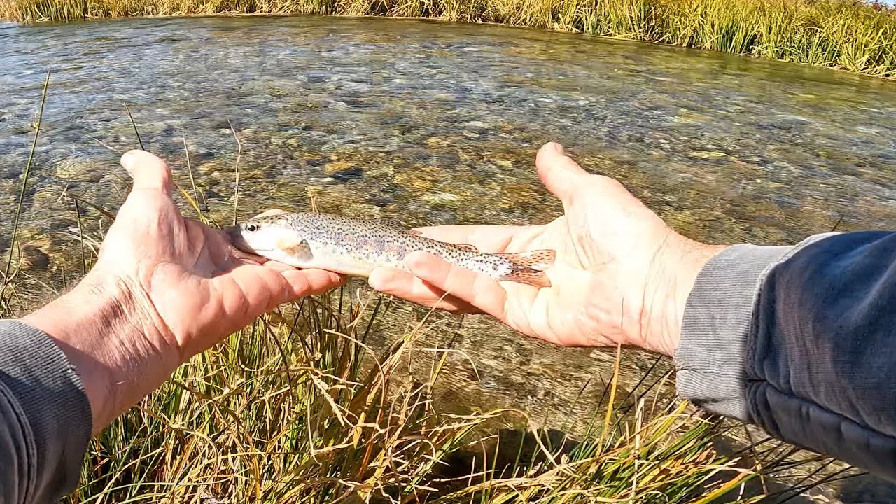 Birch Creek Idaho Late Fall Fishing