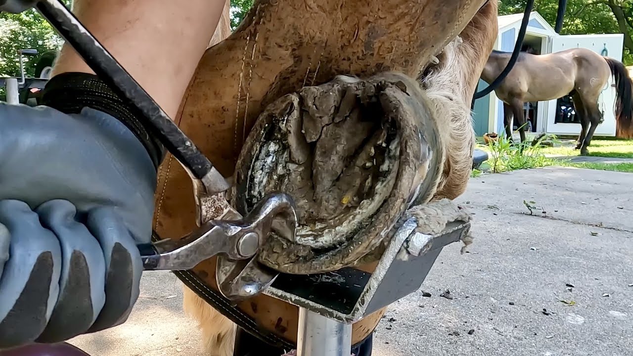 Trimming Long Hooves on a Horse After Removing Shoes
