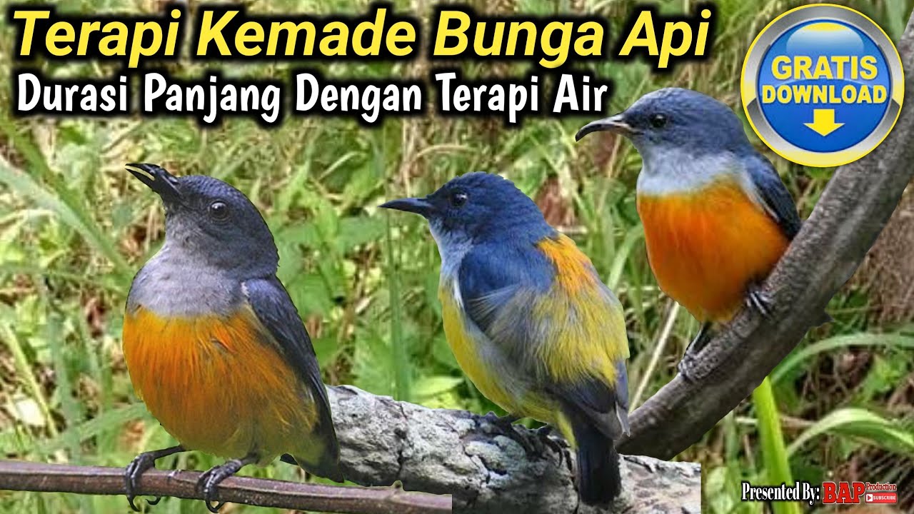 TERAPI BURUNG KEMADE BUNGA API