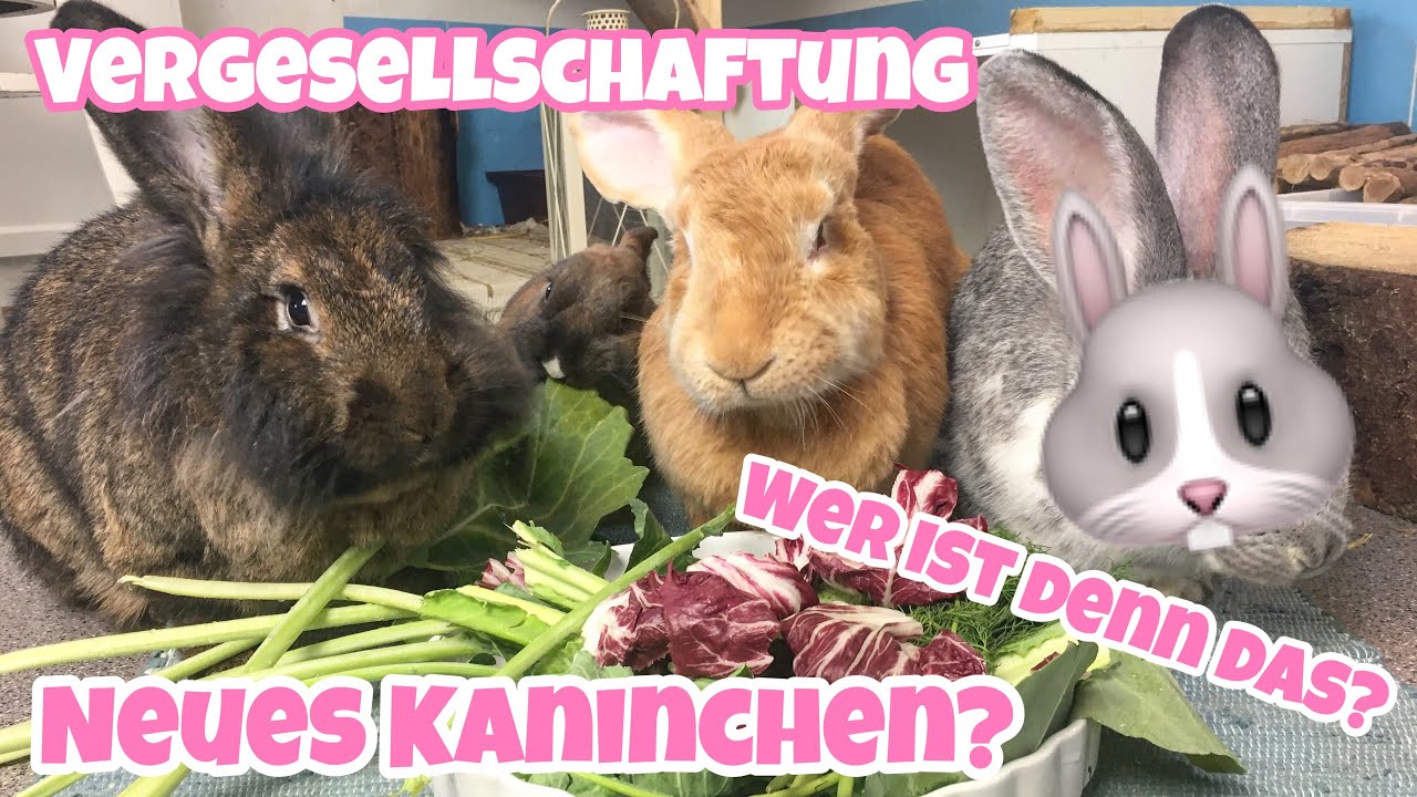 Vergesellschaftung | Neues Kaninchen