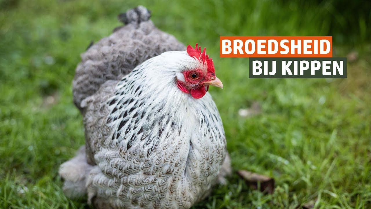 HELP mijn kip is broeds! - Tips voor een broedse kip