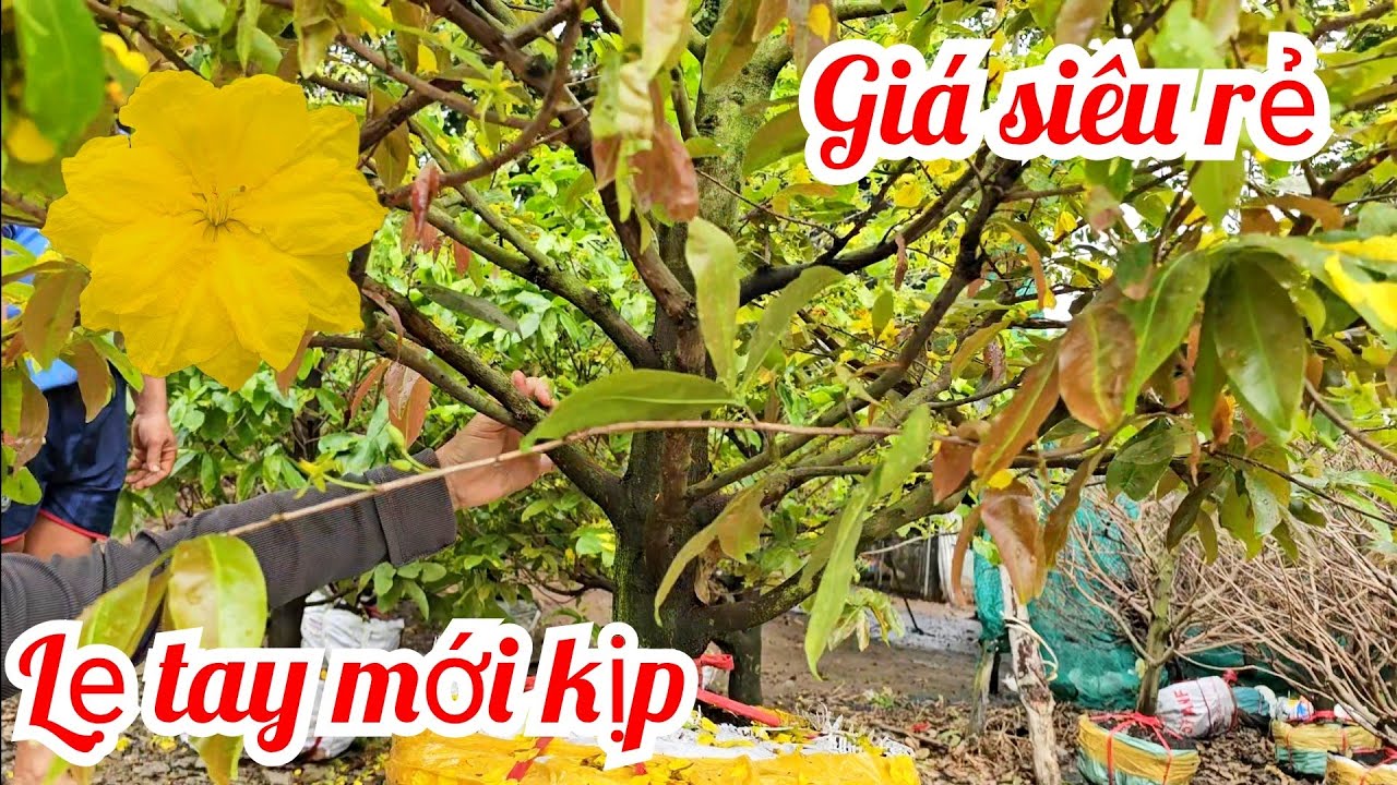 Em Tiền 📲 0385038527 rẻ nhất thị trường mai giảoThủ Đức 28/2 (Mai vàng Quê dừa)