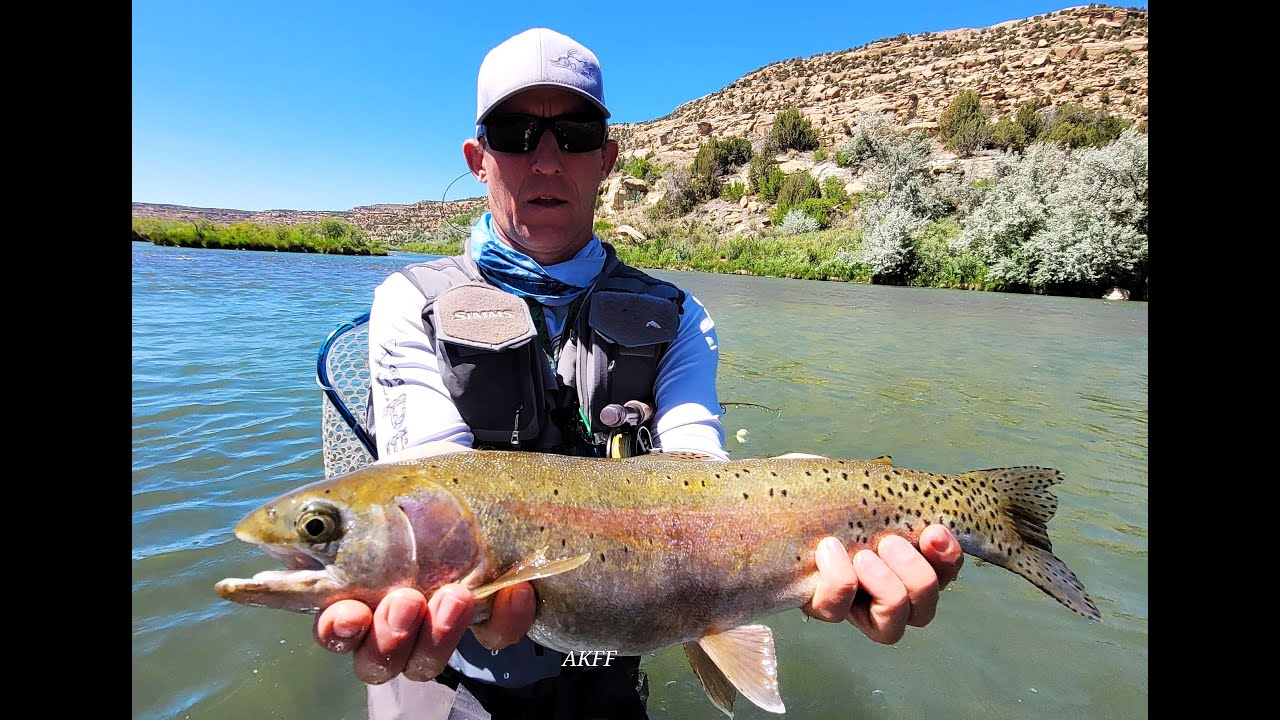 San Juan River Current Fishing Report on a Half Day Trip,  Many Big Trout Caught June 2024