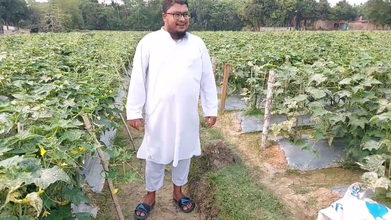 সুজন ভাইয়ের আধুনিক প্রযুক্তির মাধ্যমে শসা চাষ।