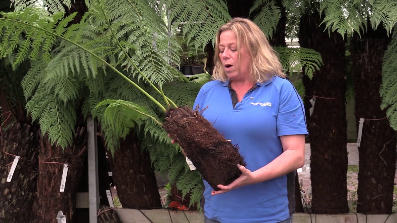 Spotlight on Tree Ferns