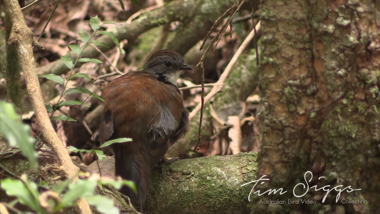 Australian Logrunner  (Orthonyx temminckii).HD  Video Clip  1 / 4