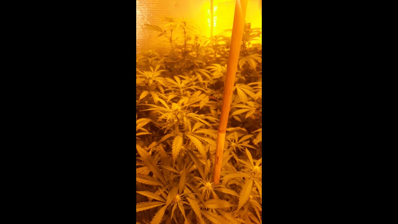 Garden update... gg4 critical daddy wedding cake BlackBerry cream canuk cookies grow week 2 flower