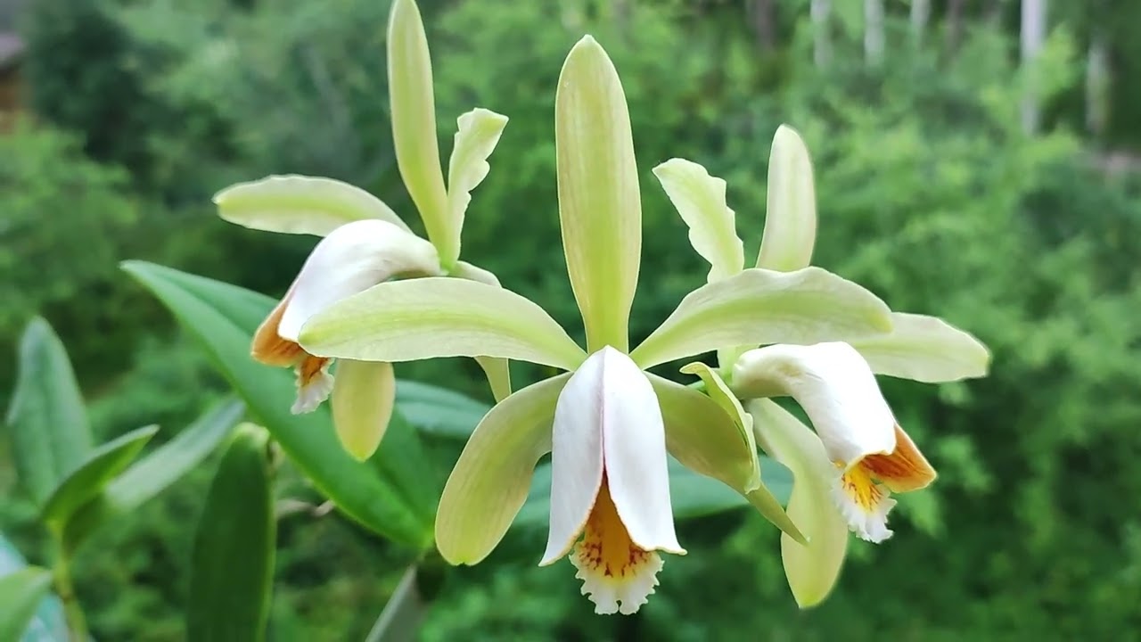 Cattleya forbesii.