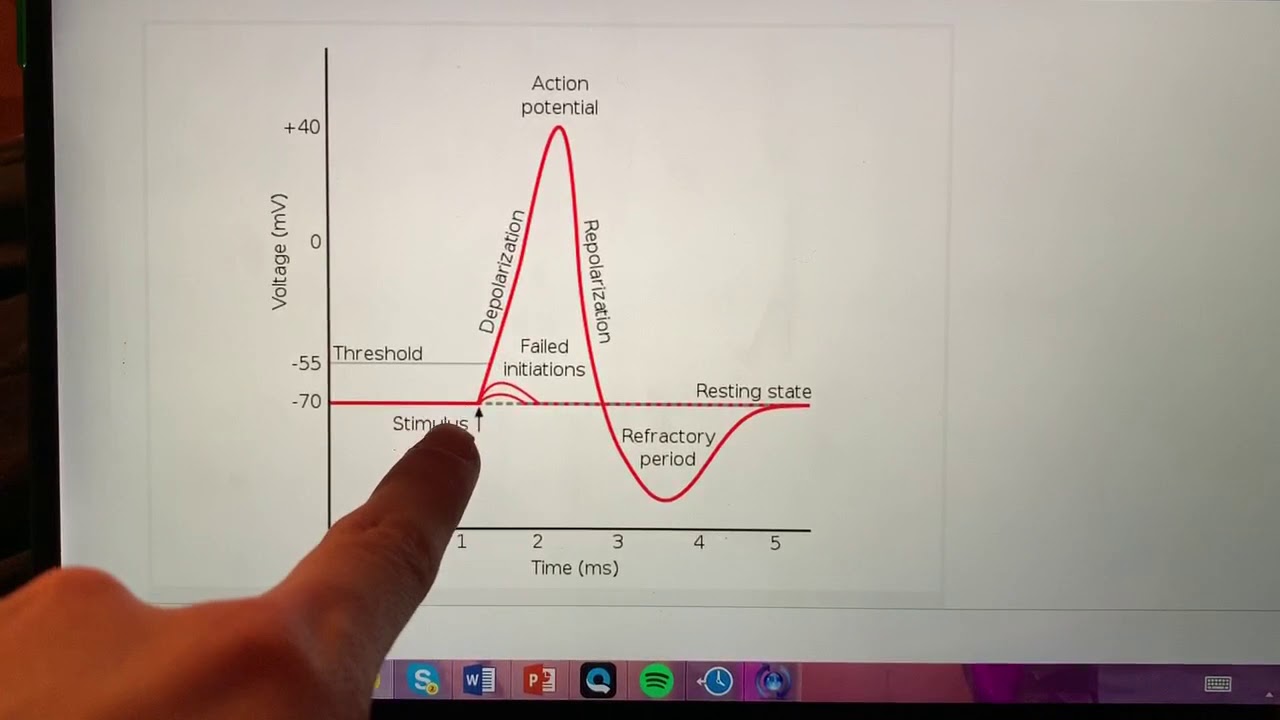 Resting Potential, Local Potential and Action Potential