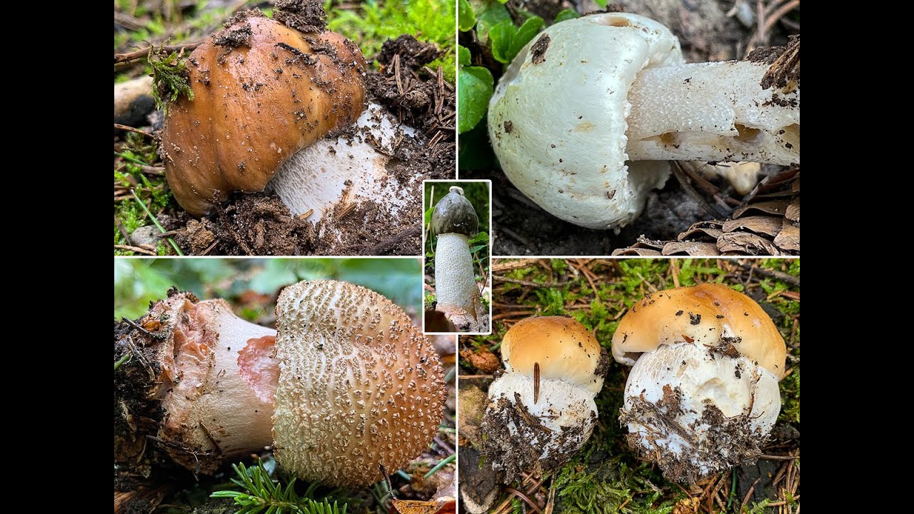 Pilze im Juli | 05.07.2021 | Wenig los im Nadel-Mischwald | Erste Fichtensteinpilze | Eichhörnchen