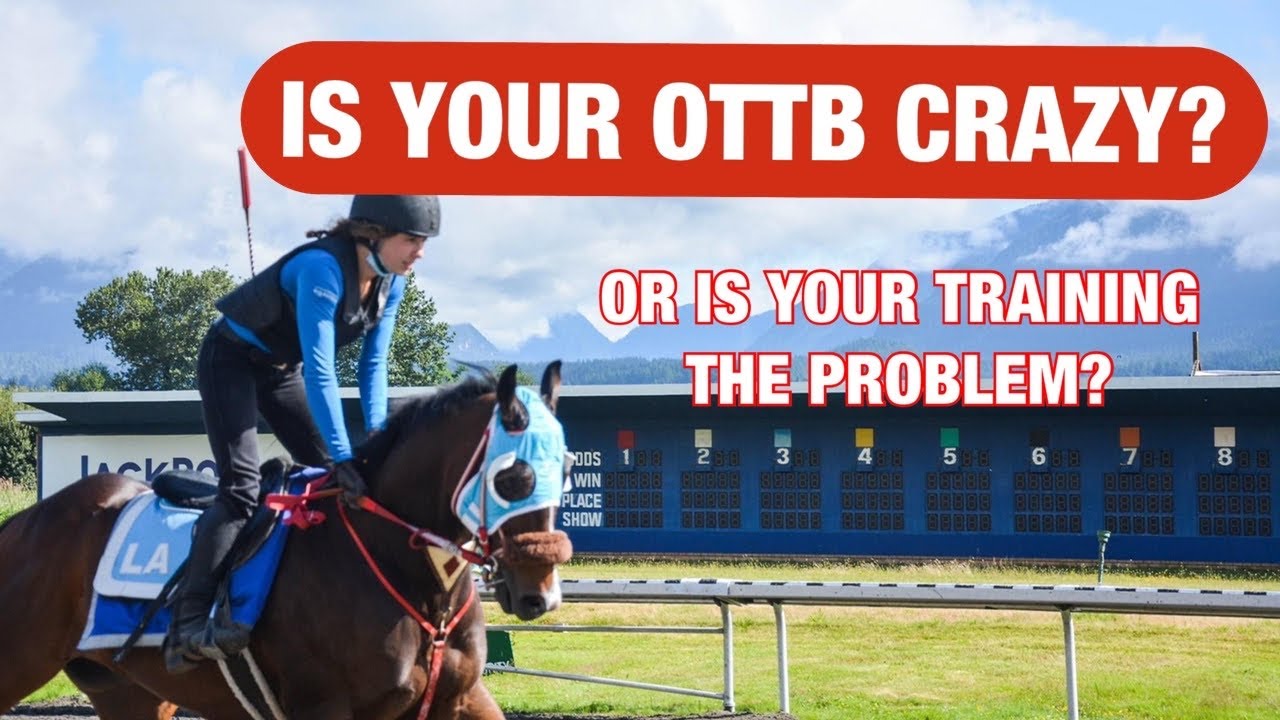 OTTB Misconceptions: blaming the horse for your problems