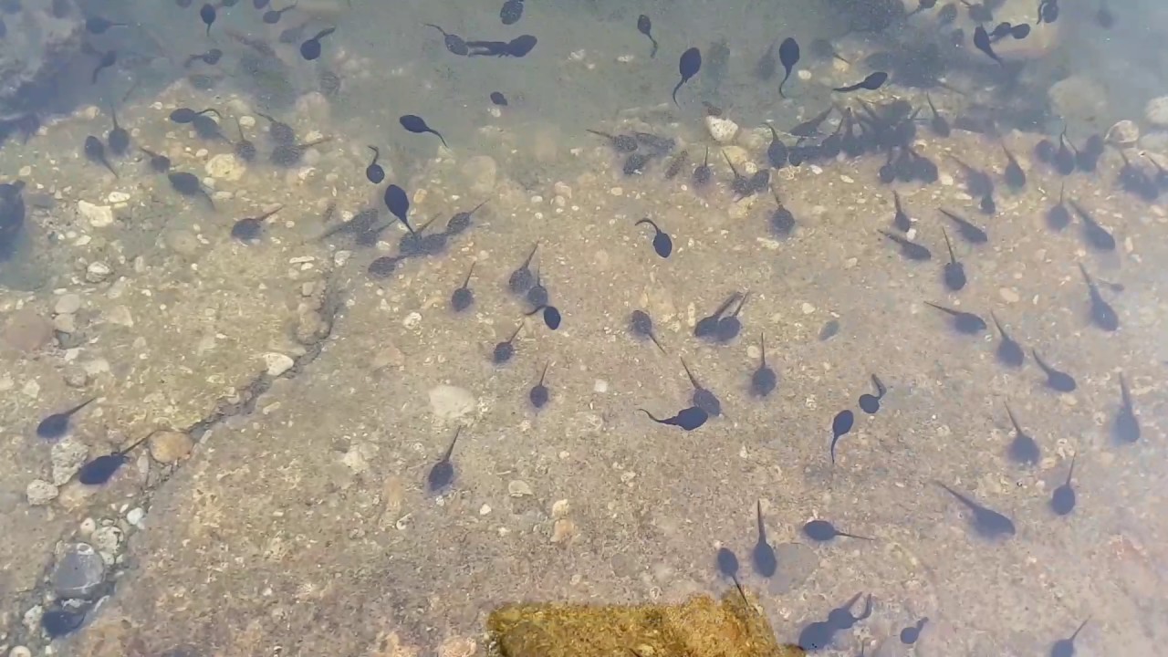 Tadpoles or Pollywog