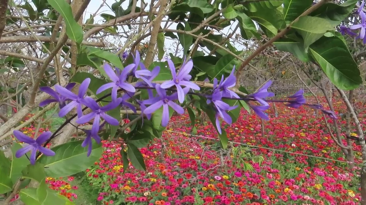 20260203花卉生產休憩園區彰化芬園