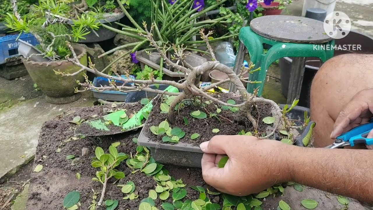 New pot make your bonsai nicer 