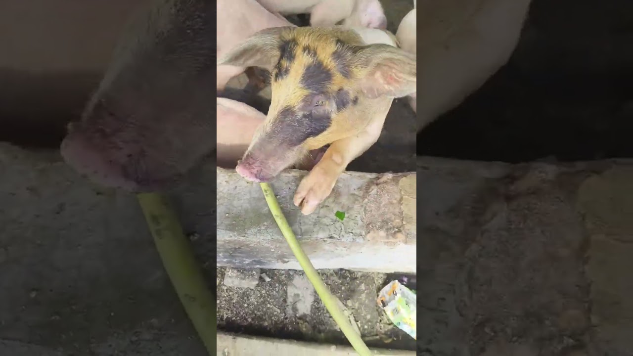 Feeding BABY PIGS 🐷🐷 With Mom 🌿 | A Happy Farm Learning Day 🤩| Feeding Time 🌿