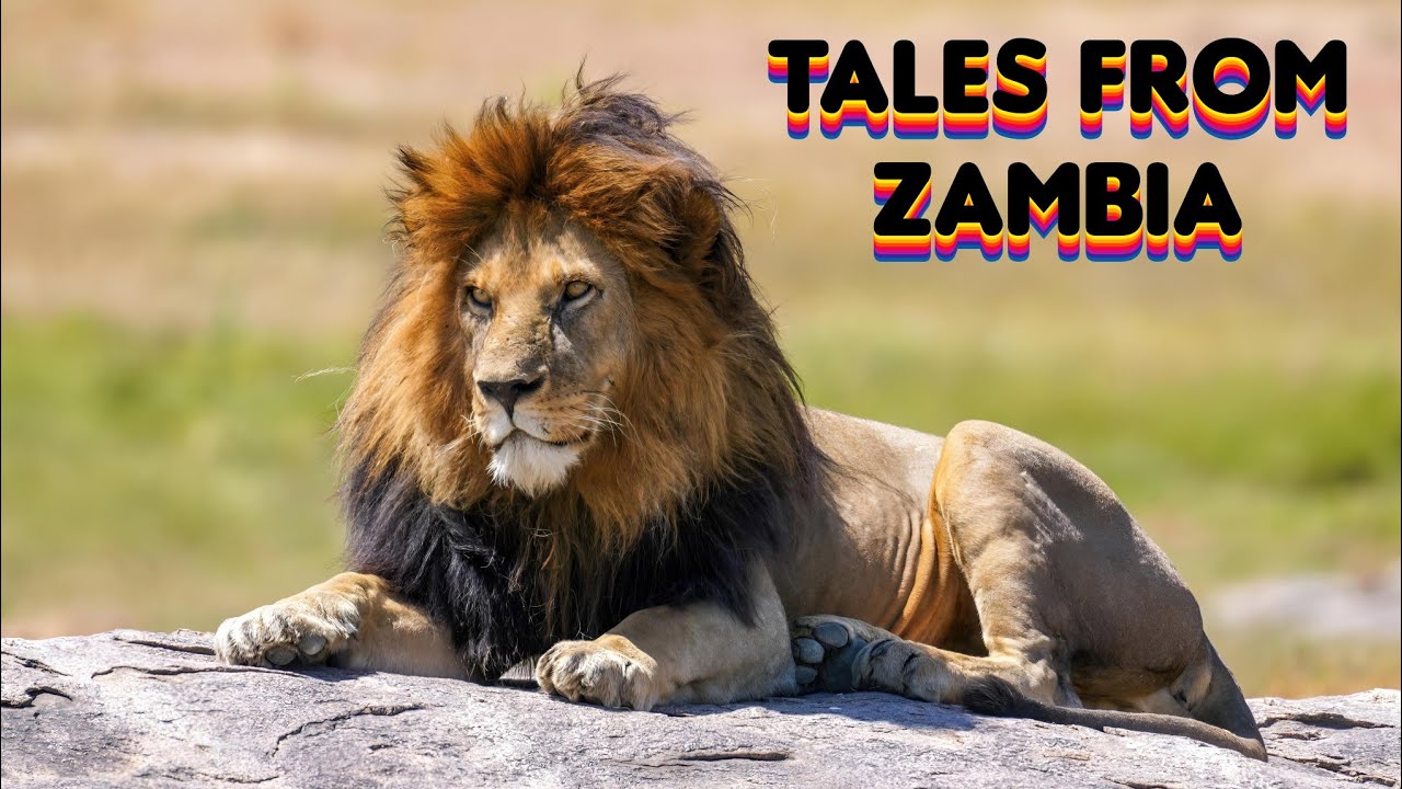 🦁 Tales From Zambia:  Pride Lands | Wildlife Documentary 🌱🦒
