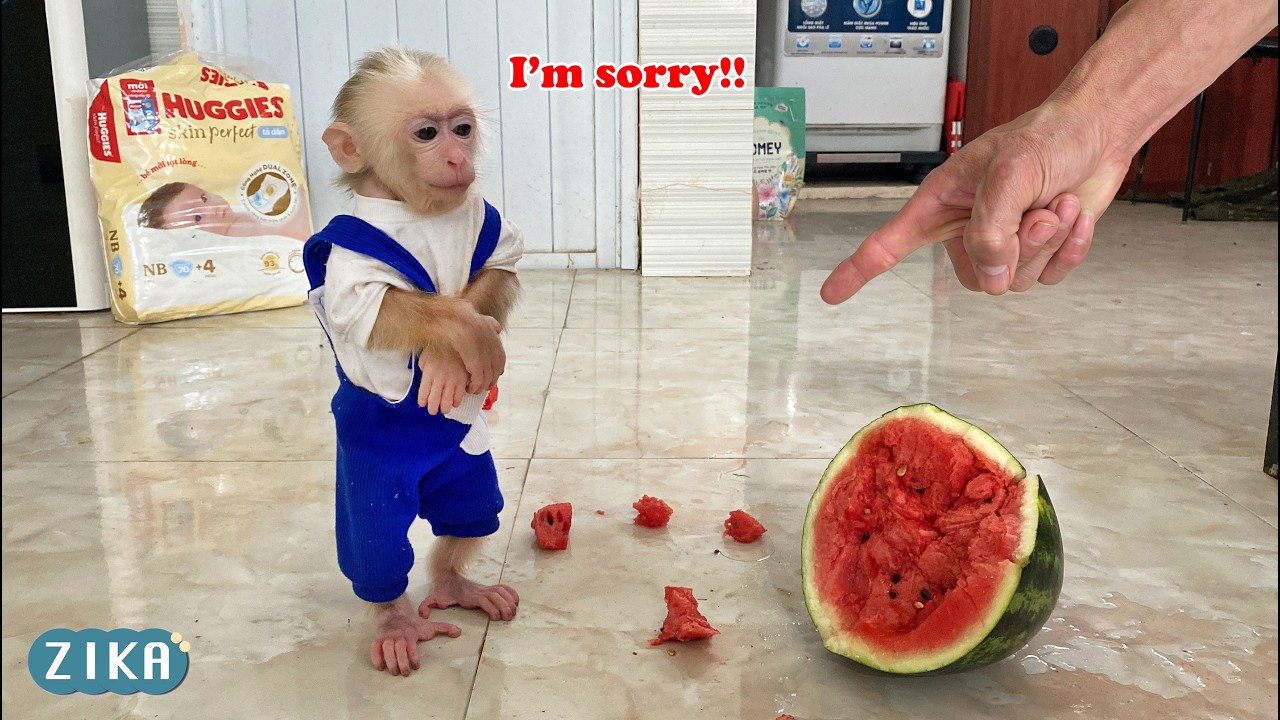 OMG!!! Baby monkey Zika wanted to eat watermelon and then...