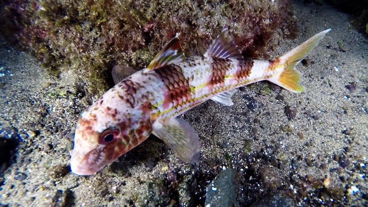 Safari Diving Lanzarote  Playa Chica, Puerto del Carmen Night Reef Dive