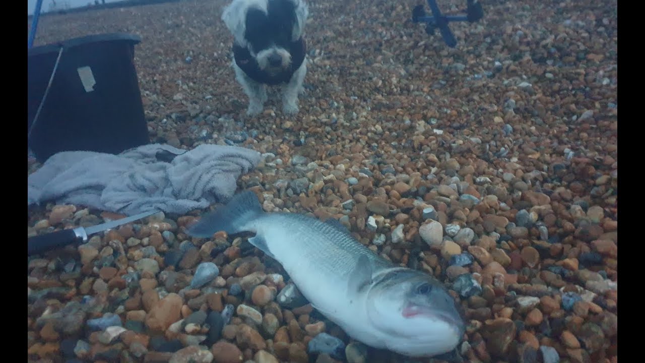 Bass Fishing on Princess Parade: Hythe