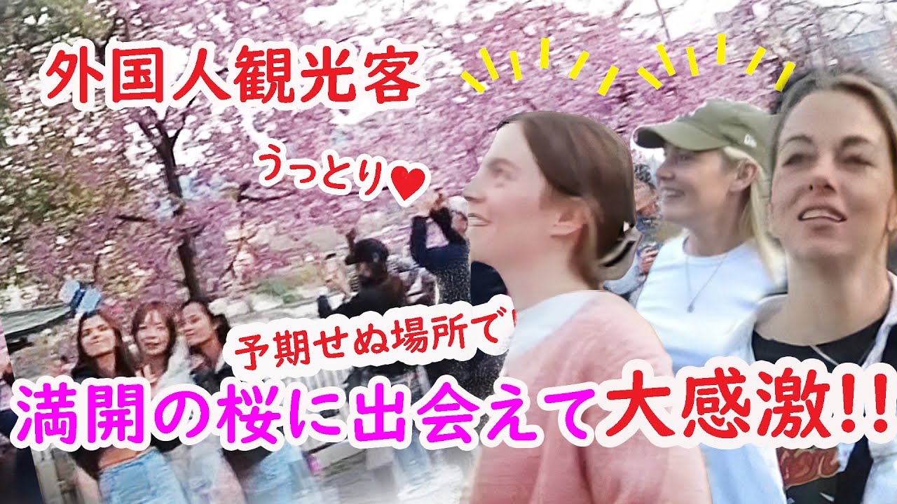【リアルな海外の反応】外国人観光客、予期せぬ満開の桜にビックリ！大感激!! 　先斗町歩いて見つけた満開の桜!！三条大橋
