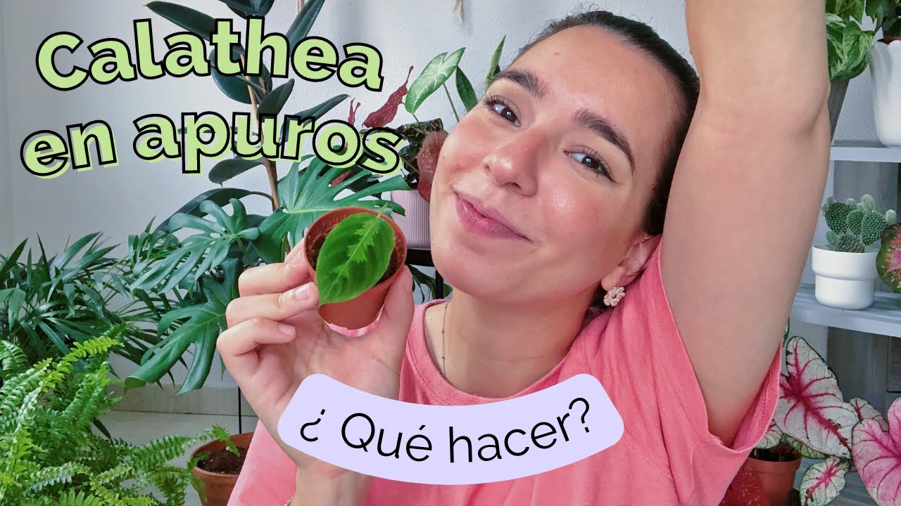 📌¿Cómo recupero a mi calathea? calathea con flores💥