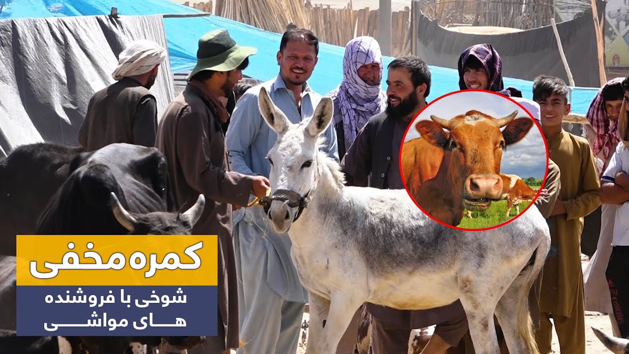Prank on livestock sellers (Changing cow to donkey)🤣 / 🤣کمره مخفی: شوخی با فروشنده های مواشی