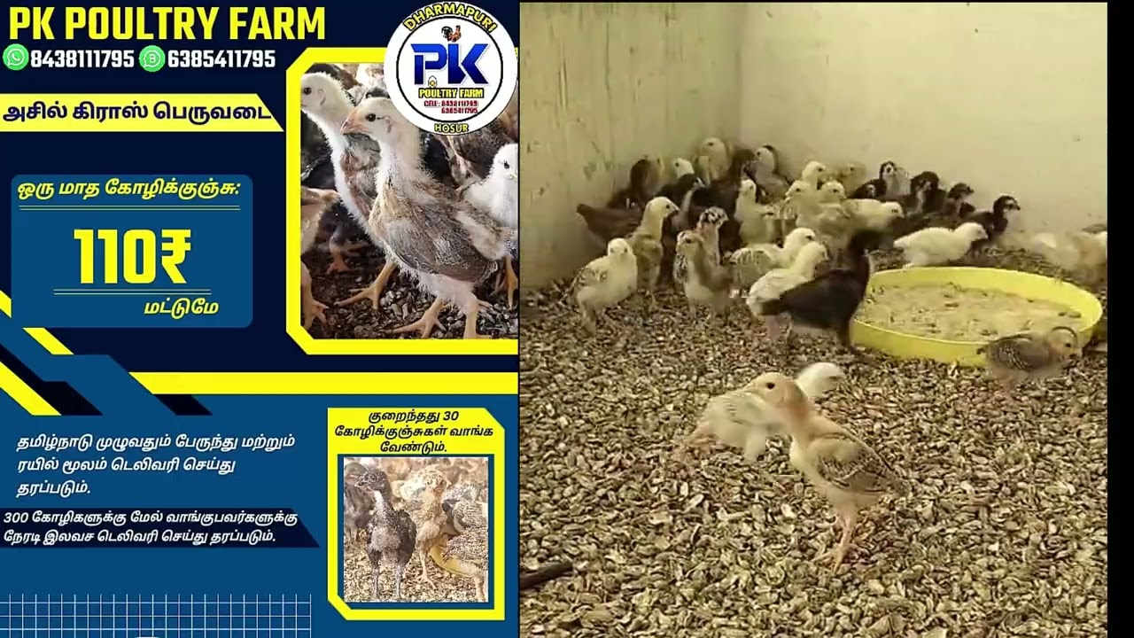 🔥🐓🐤வெளிமேய்ச்சலில் வளர்க்க தகுந்த அசில் கிராஸ் பெருவெடை நாட்டுக்கோழிகள்🐤🐓🔥