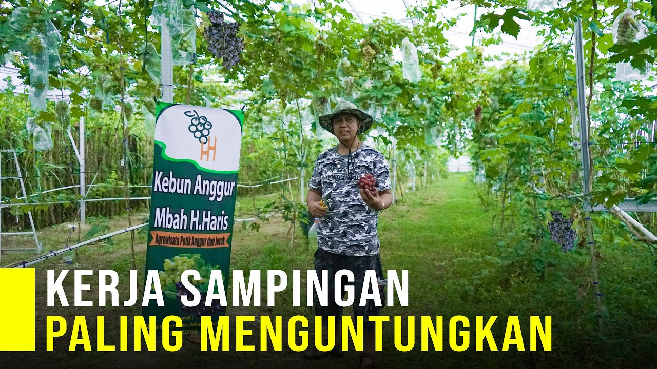 Keren Petani Tanam Berbagai Jenis Anggur, Buahnya Banyak & Lebat Surganya Pecinta anggur