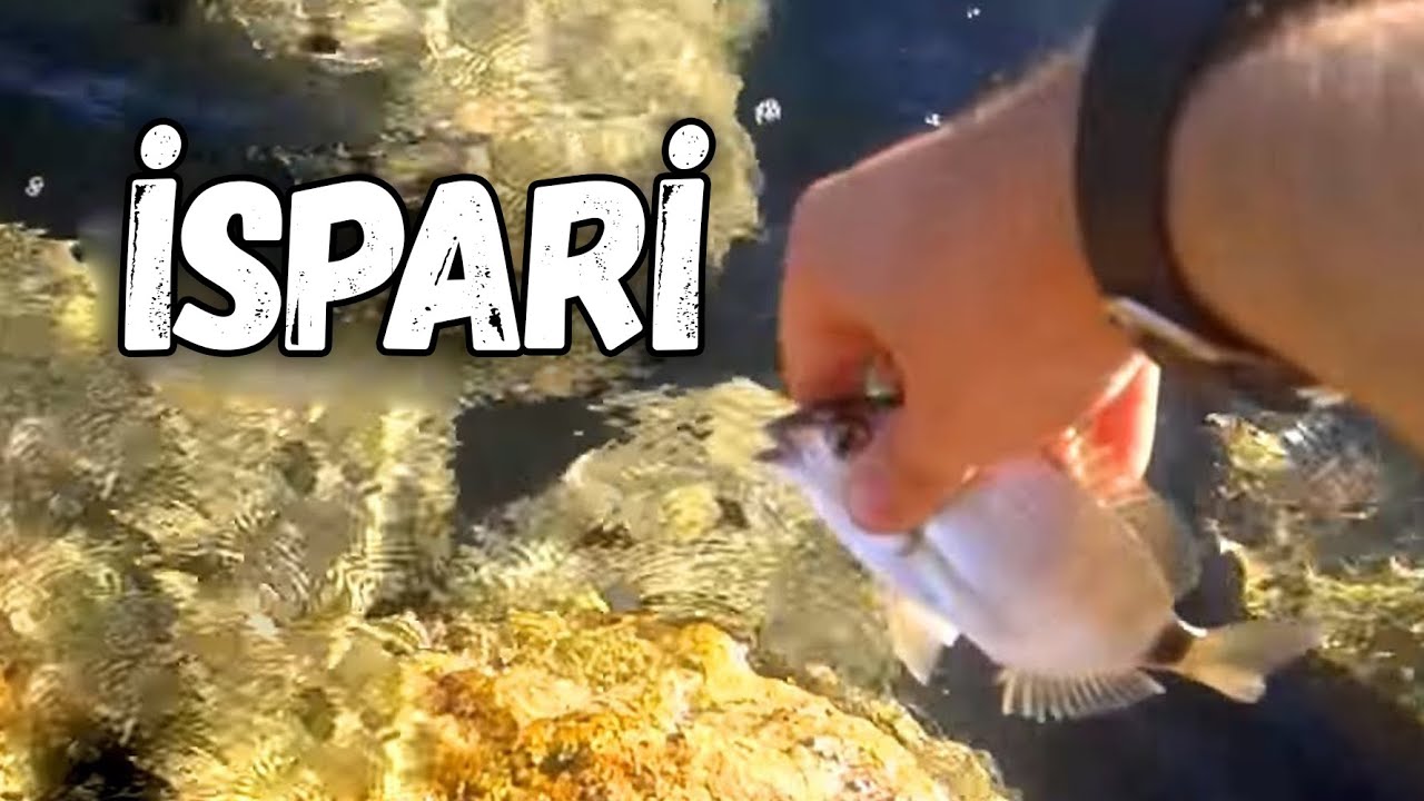 Lrf ile Yakalanan İspari  | Olta M&uuml;hendisi balık&ccedil;ılık
