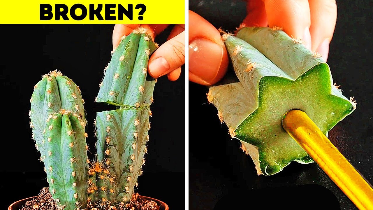 28 PLANT HACKS FOR EVERY HOME GARDENER