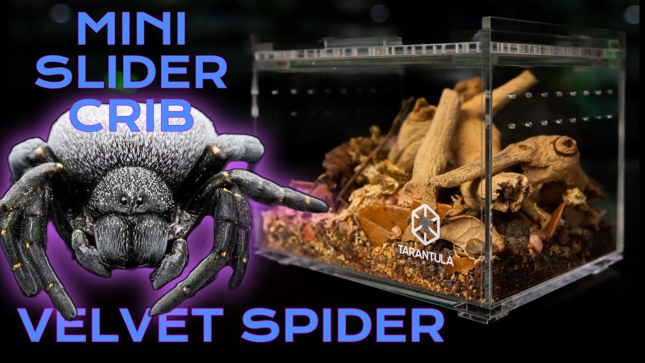 Velvet Spider Set Up and Rehouse into Slider Crib Mini | Eresus albopictus