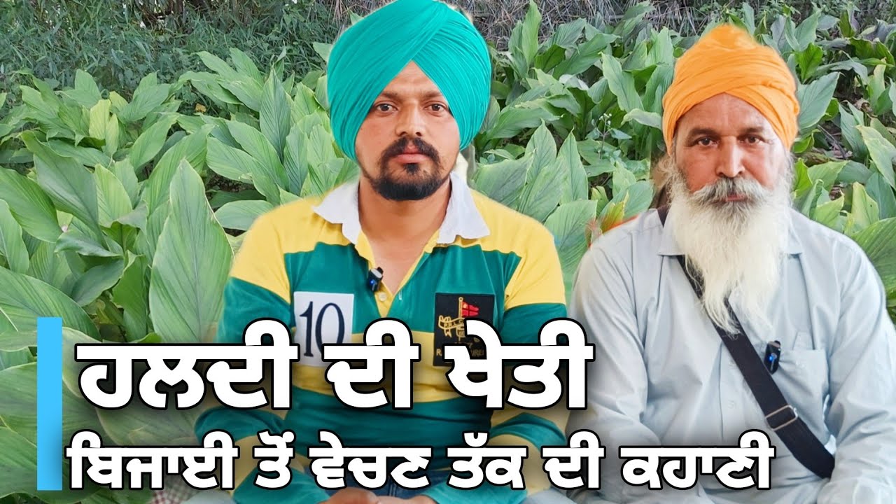 ਹਲਦੀ ਦੀ ਖੇਤੀ ਕਿਵੇਂ ਹੁੰਦੀ? ਏਕੜ ਚ ਕਿੰਨਾ ਬੀਜ਼ ਪੈਂਦਾ,ਕਿੰਨਾ ਝਾੜ ਆਉਂਦਾ ? ਖੁਦ ਮਾਰਕੀਟਿੰਗ ਕਰਕੇ ਹੀ ਹੁੰਦੀ ਕਮਾਈ