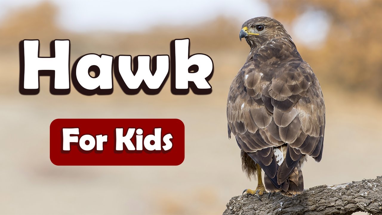Hawks for Kids | Learn About Wild Animals for Kids