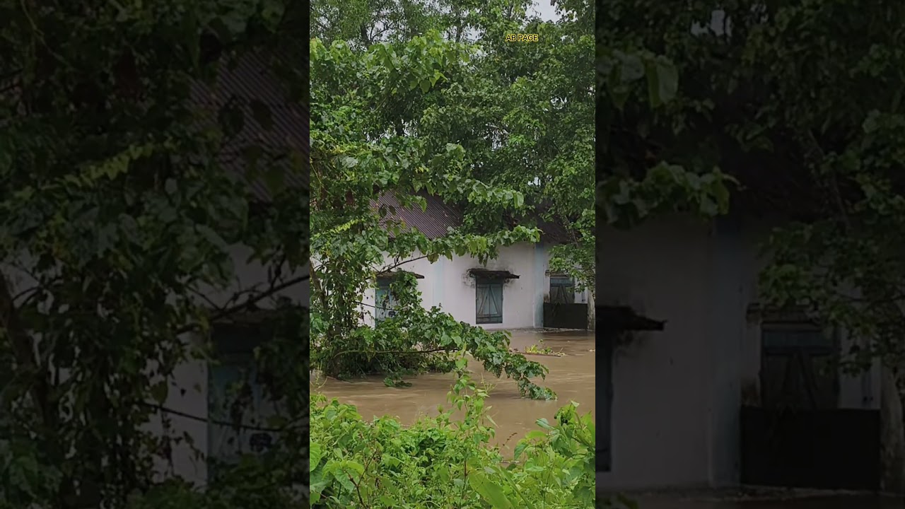 Flood effective dooars #floods #flood #disaster #river #flooding #floodalert #jaldhaka #thunderstorm