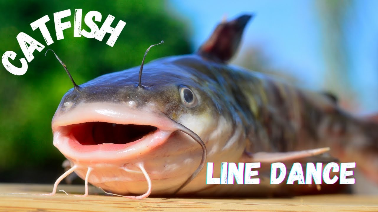 CATFISH DANCE WITH MUSIC