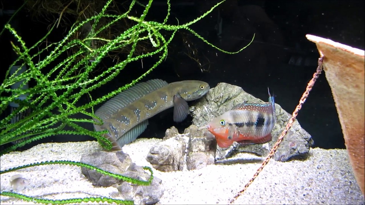 Canna orientalis und Cichlasoma Meeki beim Revierkampf