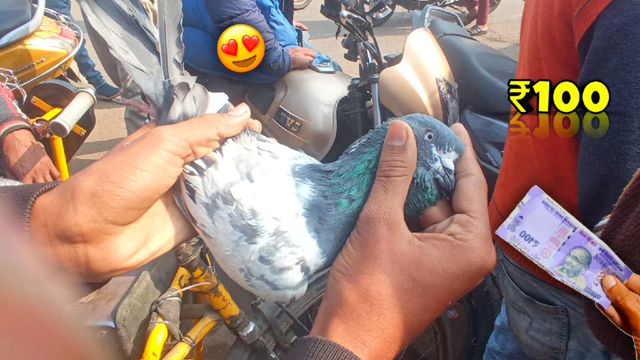 Kanpur Kabootar Market 🕊️😍 | Latest Video 2025 🔥