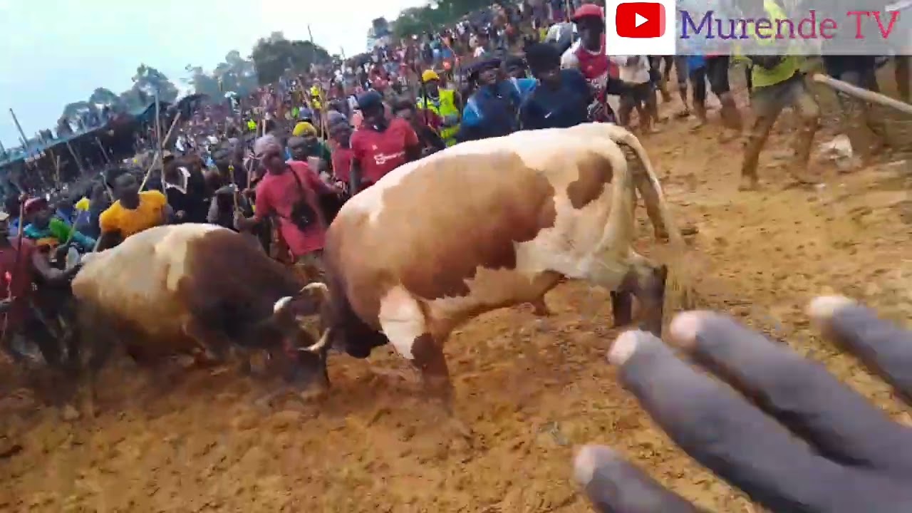 Unplanned Epic :-TANJI VS SHAKAHOLA and TEARGAS as TANJI  Won 🏆 the fight