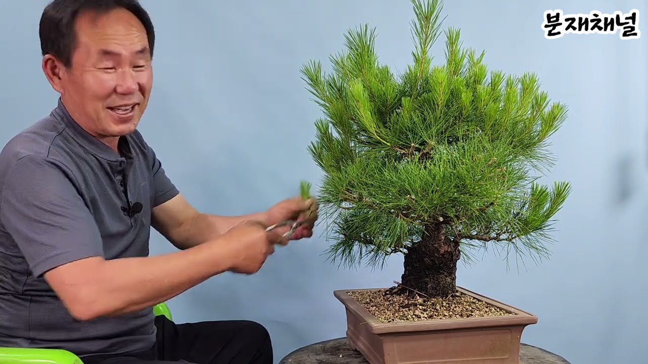 분재관리 404강 소나무 단엽의 세가지 방법