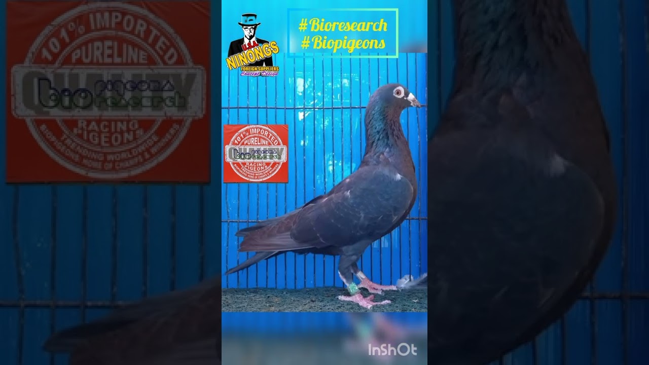 Racing pigeons #Bioresearch #biopigeons