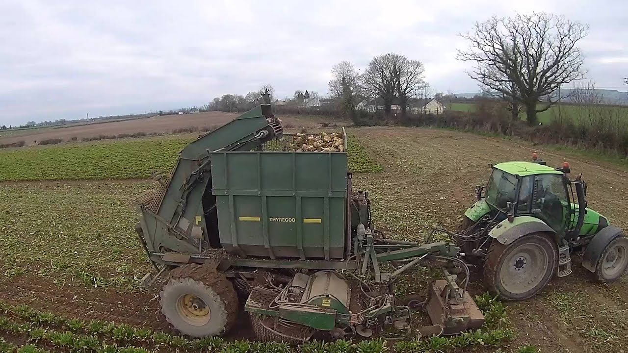 Harvesting Fodder Beet