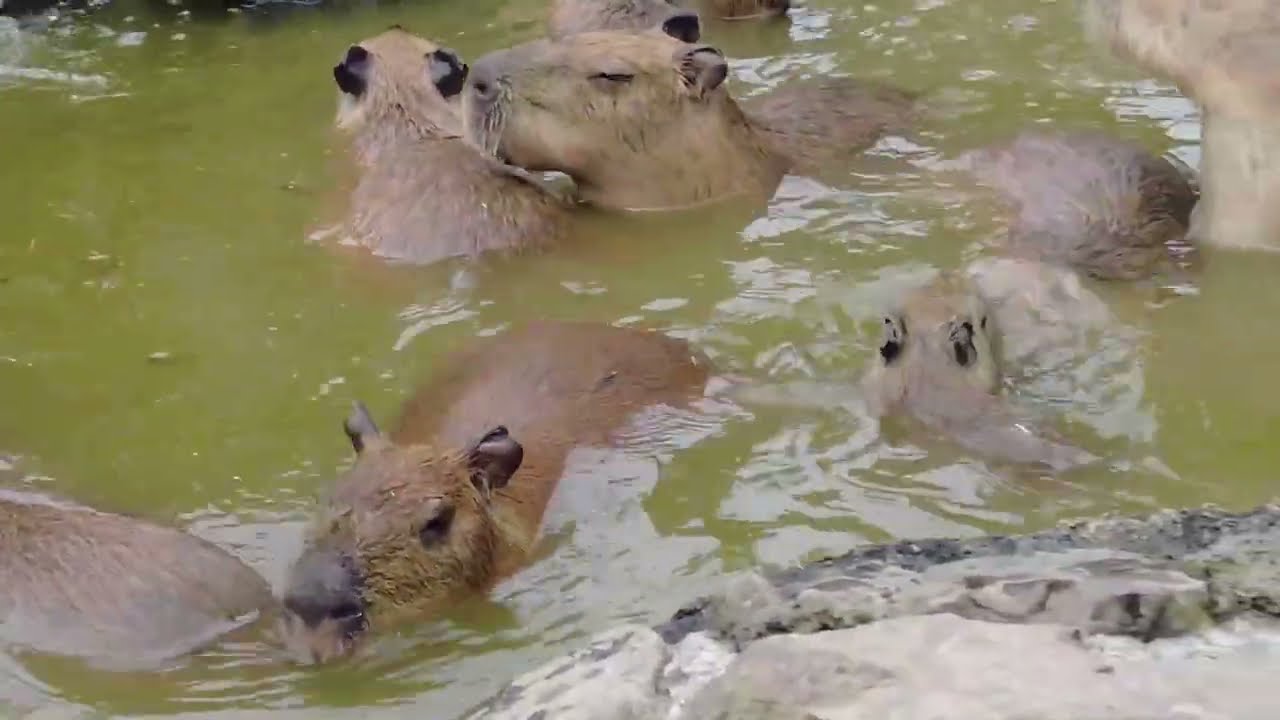 にごり湯(?)ではしゃぐカピバラファミリー(伊豆シャボテン動物公園 元祖カピバラの露天風呂)