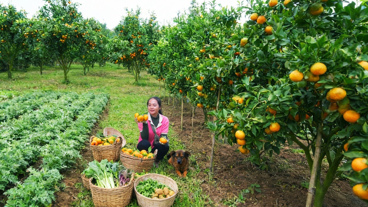 Harvest Orange, Mugwort To Sell At The Market – Improve The Soil And Plant A New Vegetable Crop