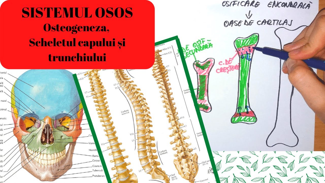 ADMITERE MEDICINA: SISTEMUL OSOS 1: Osteogeneza, Scheletul capului si al trunchiului