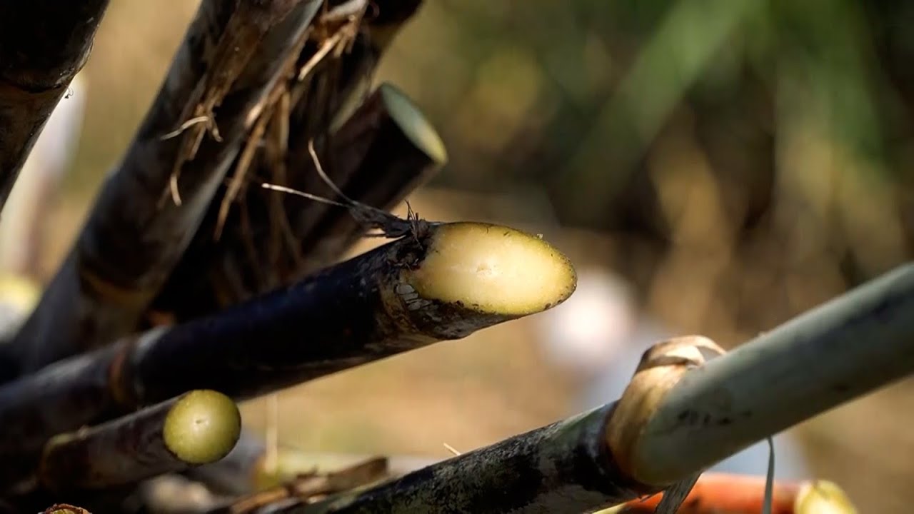 Agro Saúde e Cooperação - Cana-de-açúcar