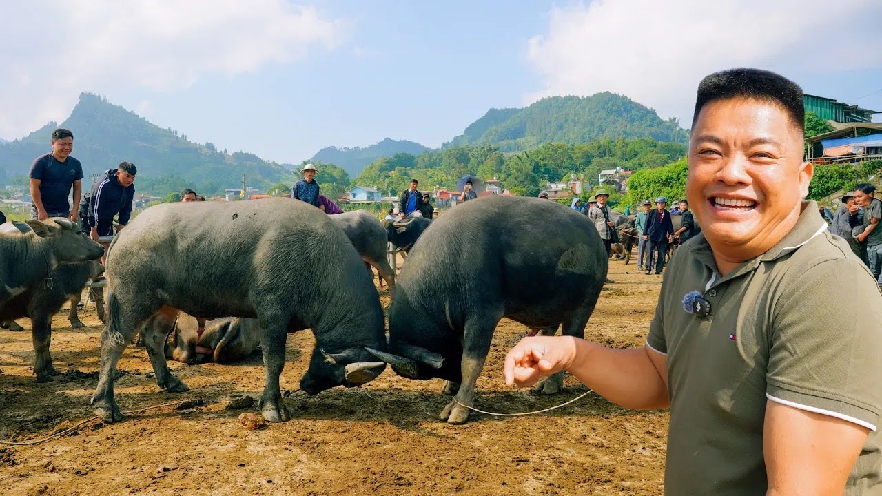 SAPA TV | HÚ HỒN KHI XEM CHỌI TRÂU GÂY CẤN TẠI CHỢ TRÂU BẮC HÀ VÀ ĂN CÁC MÓN NGON ĐẶC SẢN TÂY BẮC
