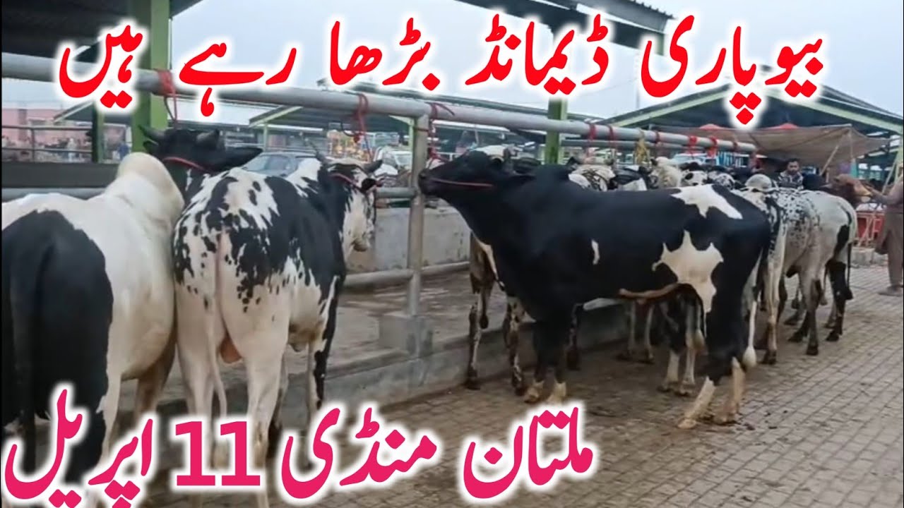 Today Multan Cow Mandi Video | Qurbani 2026 Sahiwal Brahman Cholistani || Global Village Farming 