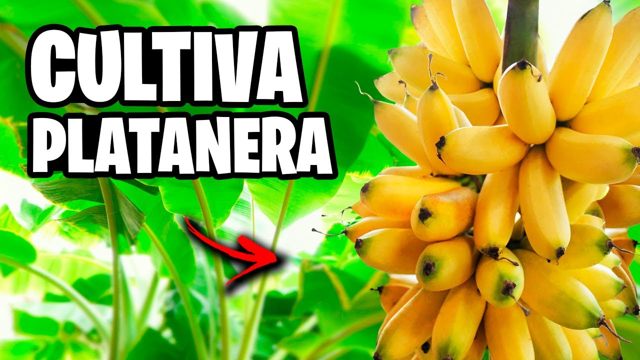 Como CULTIVAR Plátanos en CASA!! 🍌 PLATANERA en Maceta Todo lo que debes saber | La Huerta de Ivan